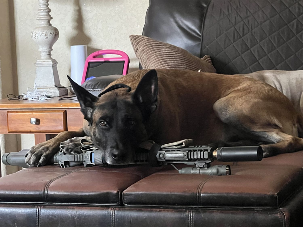 A good dog guarding a suppressed rifle